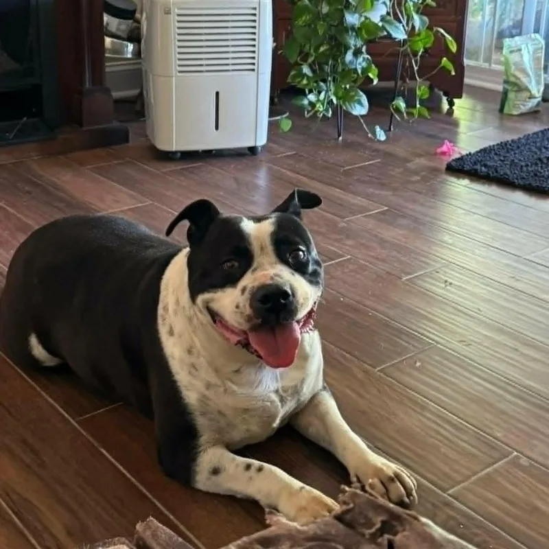 An adult large-sized male Black Pit Bull Terrier dog named Benny for adoption in Lancaster, KY