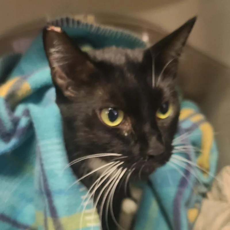 An adult small-sized female Black Domestic Short Hair cat named Meows for adoption in Hemet, CA