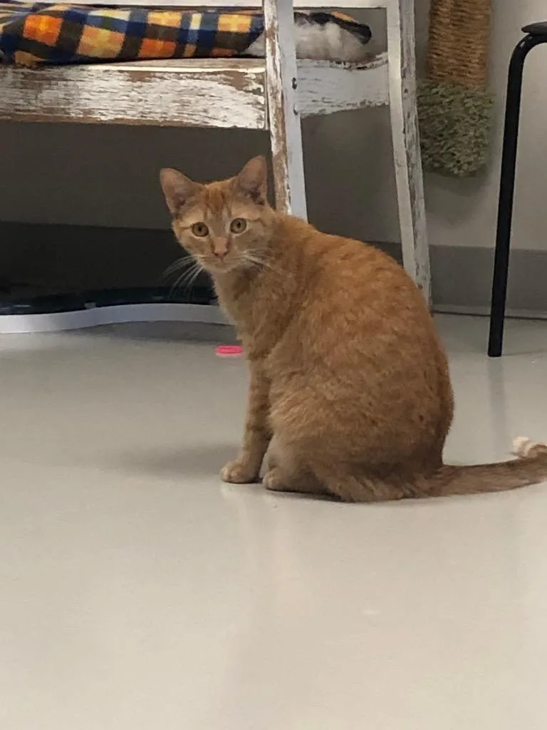 An adult small-sized male Domestic Medium Hair cat named Jimmy for adoption in Dalton, GA