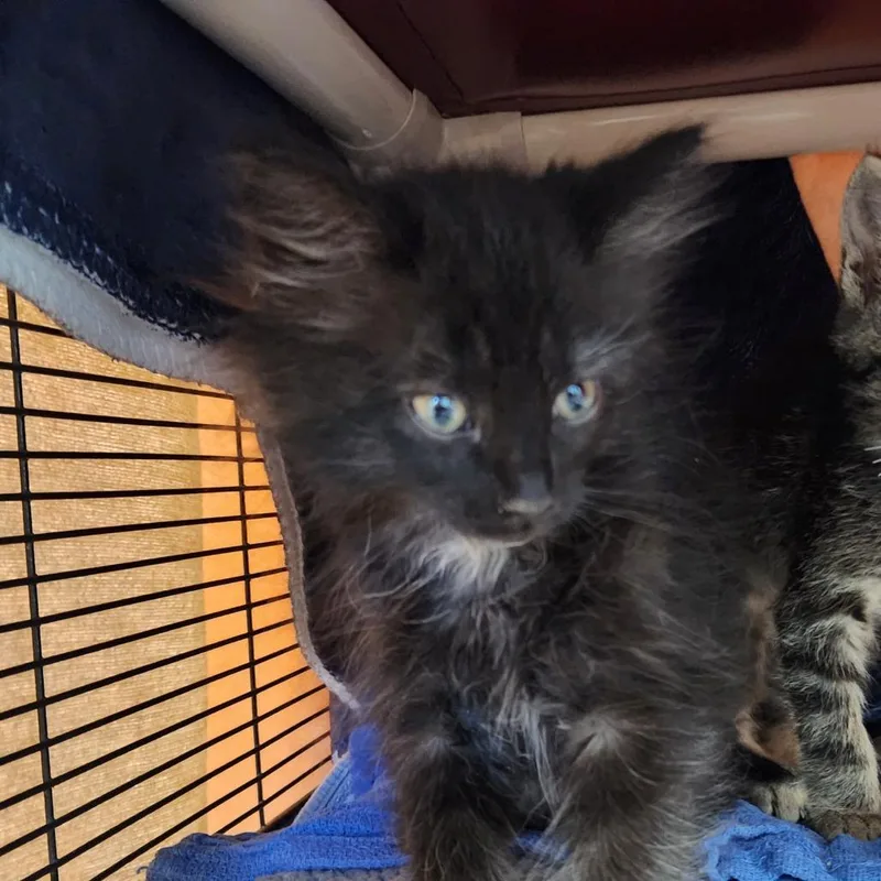 A baby small-sized female Black Domestic Long Hair cat named Miss Piggy for adoption in Grand Rapids, MI