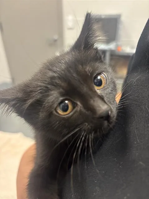 A baby small-sized female Domestic Short Hair cat named Pato for adoption in Indianapolis, IN