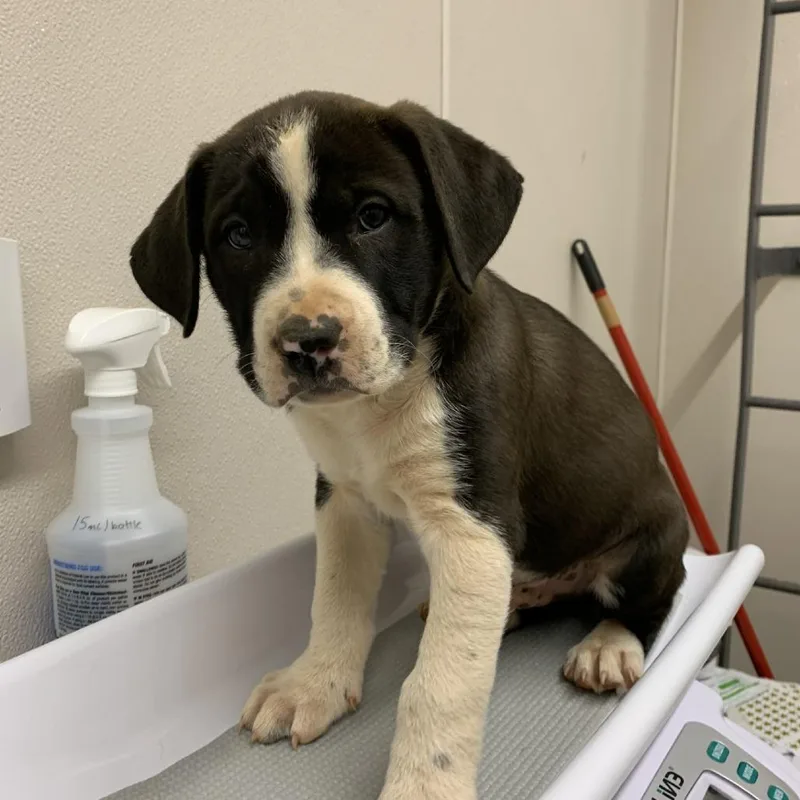 A baby small-sized male Black Pit Bull Terrier dog named Rowan for adoption in Morganton, NC