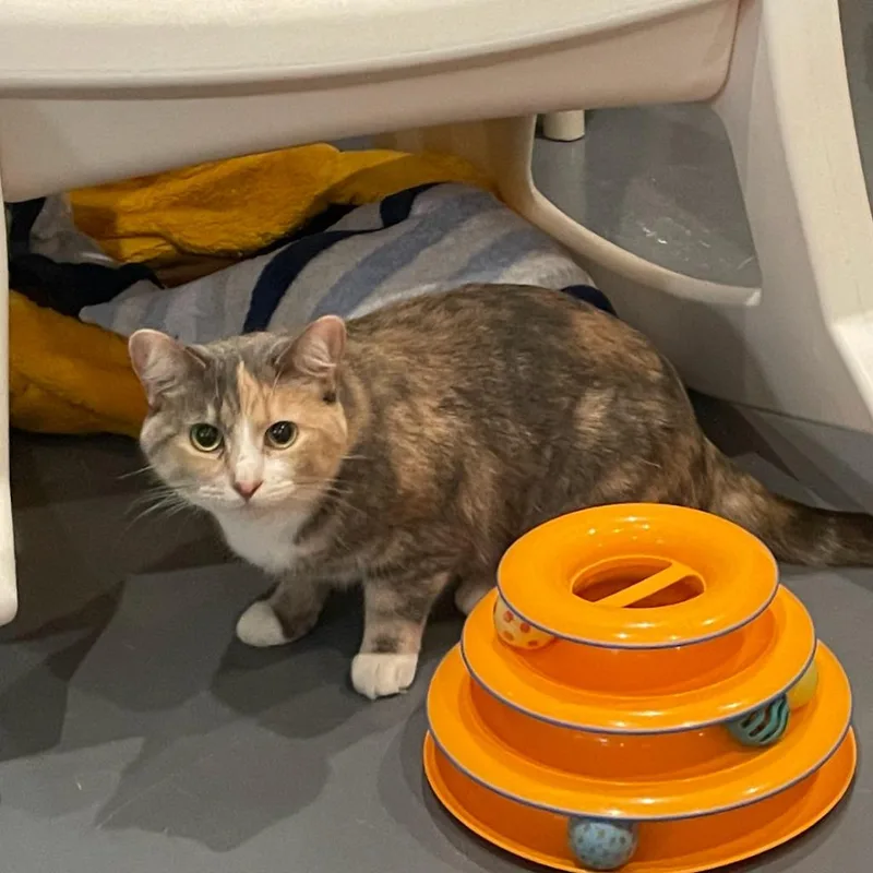 An adult medium-sized female Domestic Short Hair cat named Winter for adoption in South Bend, IN