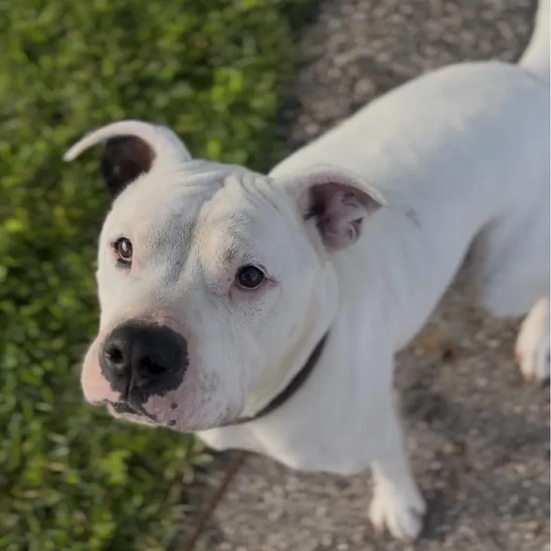 An adult large-sized male White / Cream Boxer dog named Hank for adoption in Marysville, OH