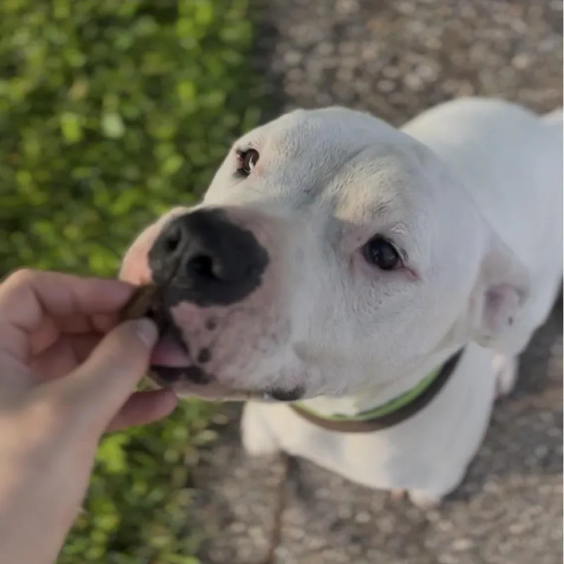 Hank thumbnail 2