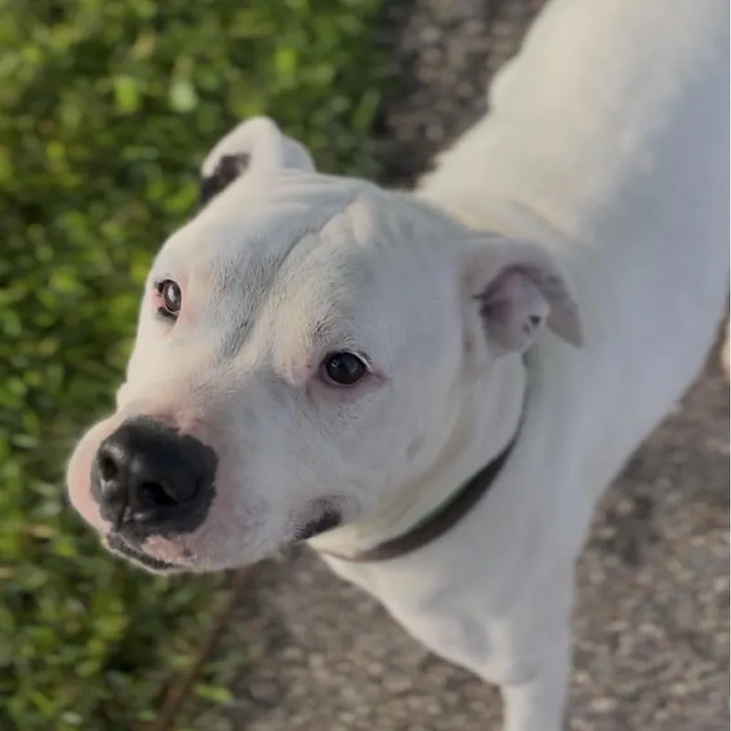 Hank thumbnail 3