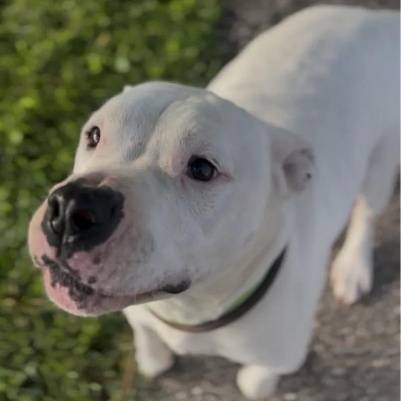 Hank thumbnail 5