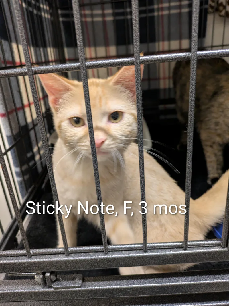A young small-sized female Domestic Short Hair cat named Sticky Note for adoption in Bedford, VA