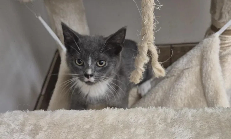 A baby small-sized male Domestic Short Hair cat named Beans for adoption in South Bend, IN