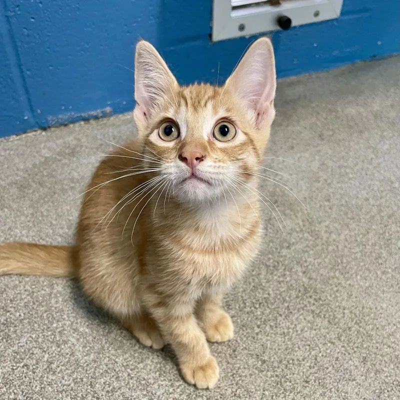 A baby small-sized male Orange / Red Domestic Short Hair cat named Eastern Redbud for adoption in Carencro, LA