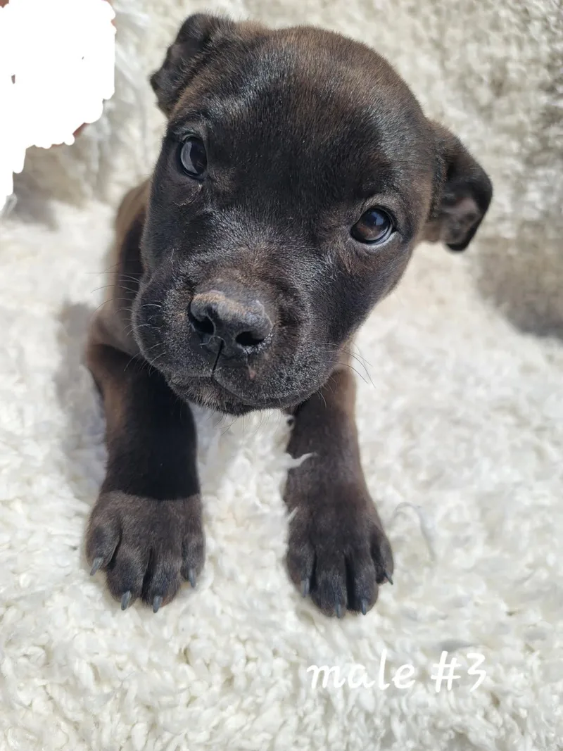 A baby medium-sized male Black American Staffordshire Terrier dog named Dr Pepper for adoption in Bernalillo, NM
