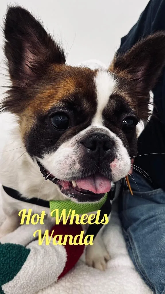 Hot Wheels Wanda