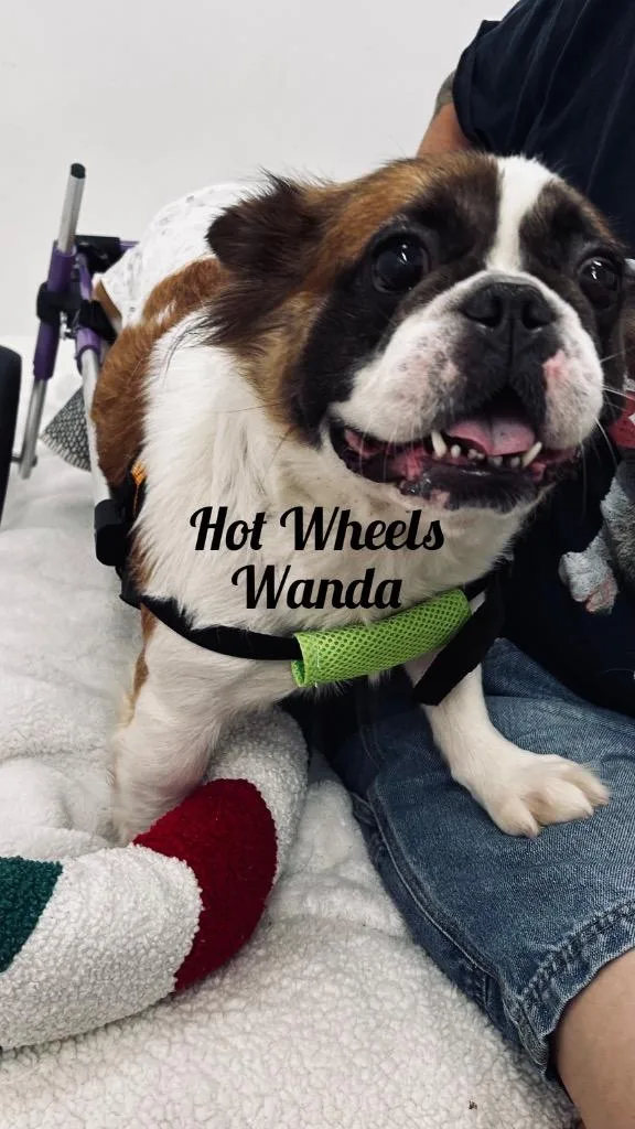 Hot Wheels Wanda thumbnail 2