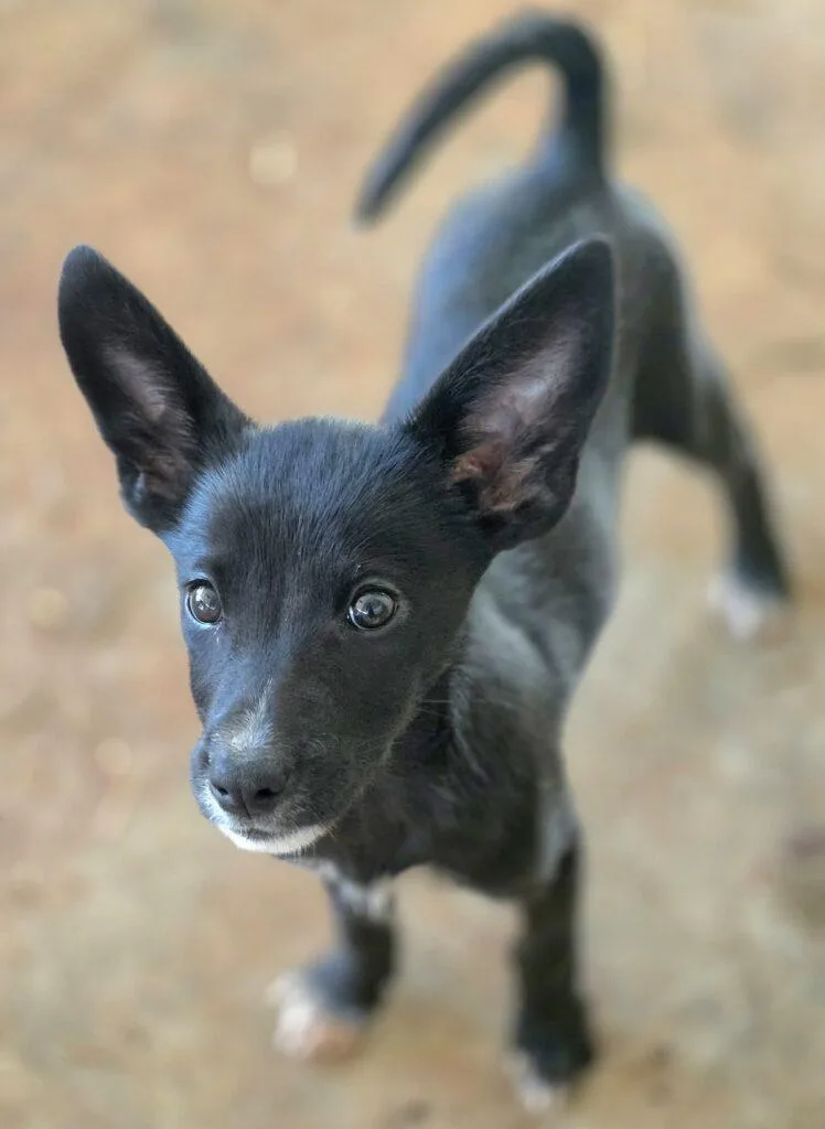 A baby small-sized female Black Chihuahua dog named Margo for adoption in Red Hook, NY