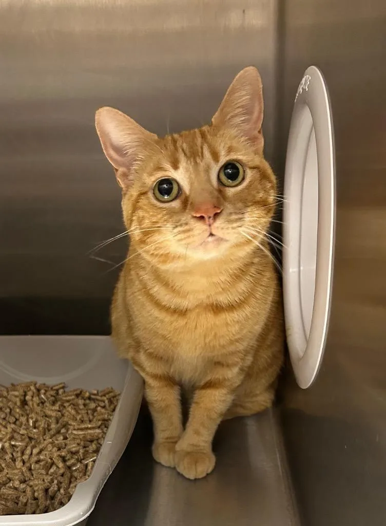 An adult medium-sized female Domestic Short Hair cat named Sookie for adoption in Clarksville, TN