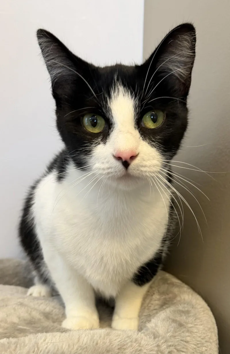 A young medium-sized female Black & White / Tuxedo Domestic Short Hair cat named Chong for adoption in Elkins, WV
