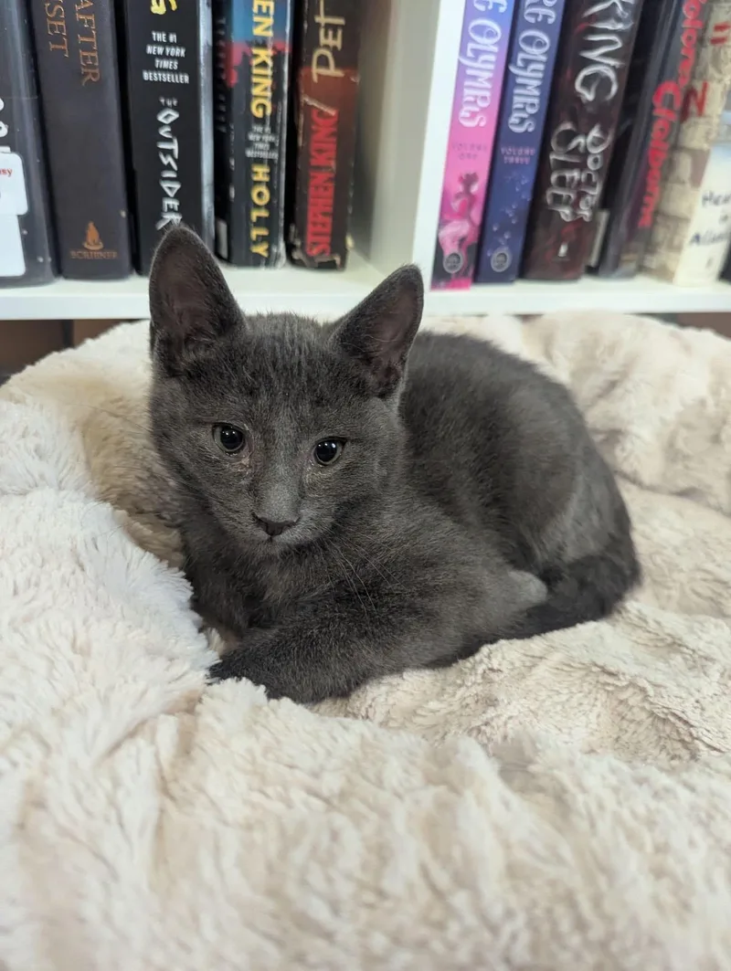 A baby medium-sized male Gray / Blue / Silver Domestic Short Hair cat named Templeton for adoption in Kentwood, MI