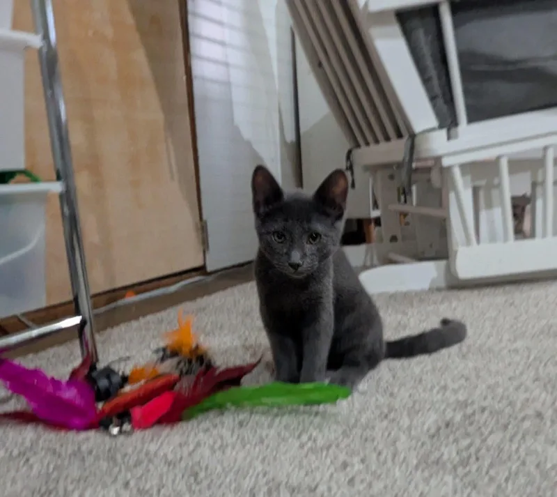 Templeton thumbnail 3