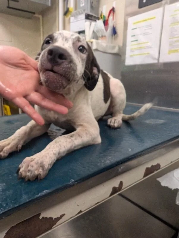 An adult medium-sized male White / Cream Mixed Breed dog named Gideon for adoption in Mobile, AL