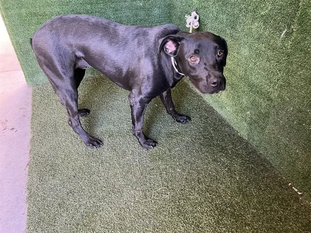 A young medium-sized male Labrador Retriever dog named Magic Johnson for adoption in Lancaster, CA
