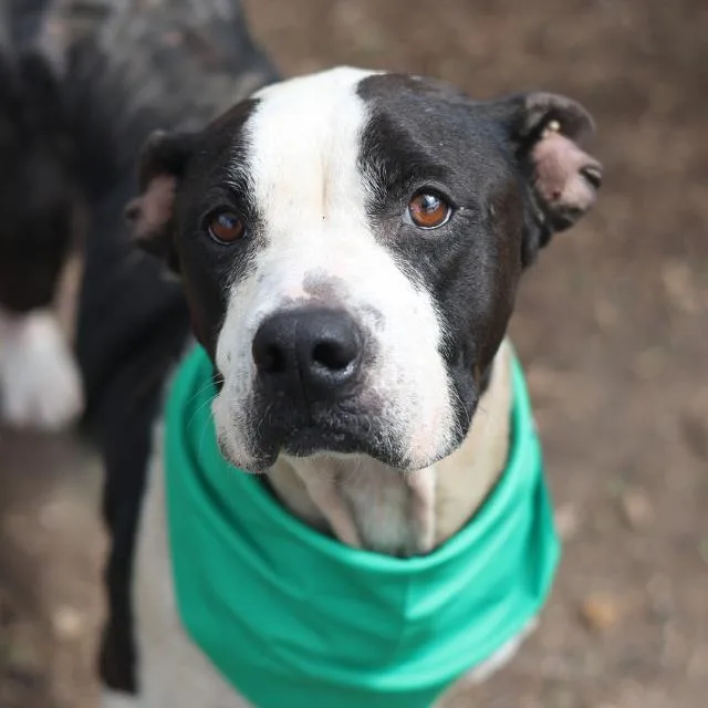 An adult medium-sized female American Staffordshire Terrier dog named Donna N. Coffee for adoption in San Antonio, TX