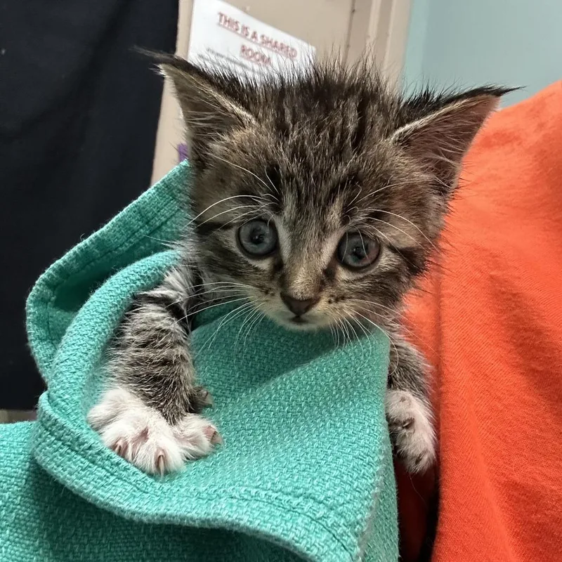 A baby small-sized male Domestic Short Hair cat named Piglet for adoption in Tacoma, WA