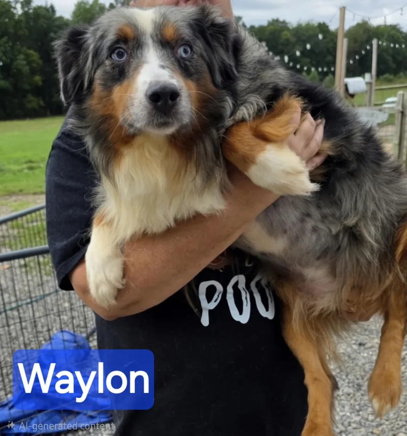 A young small-sized male Australian Shepherd dog named Waylon for adoption in Wheelersburg, OH