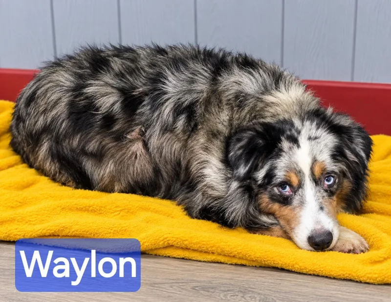 Waylon thumbnail 2