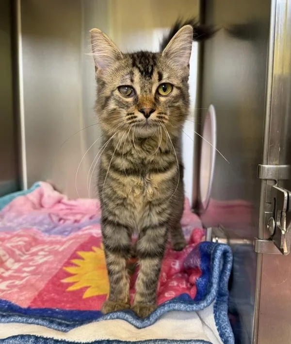 A young small-sized female Domestic Short Hair cat named Rosie for adoption in Sioux City, IA
