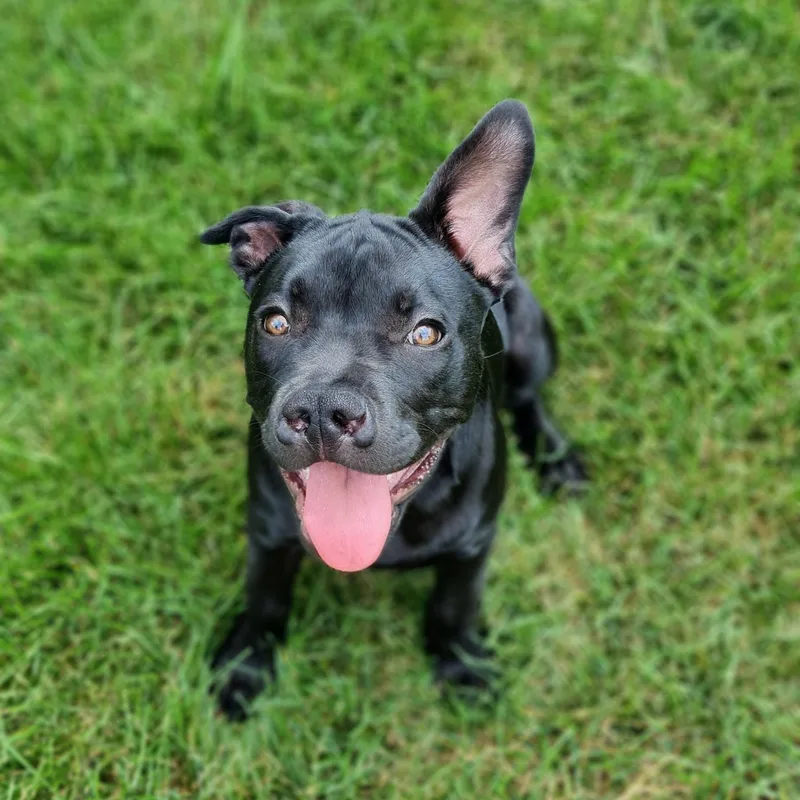 A baby medium-sized female Black Pit Bull Terrier dog named Sprout for adoption in Peotone, IL