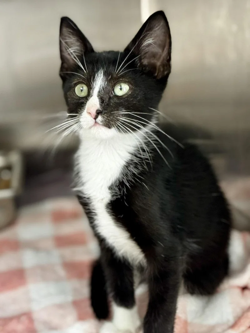 A baby medium-sized male Black & White / Tuxedo Domestic Short Hair cat named Ross for adoption in Hilton Head Island, SC