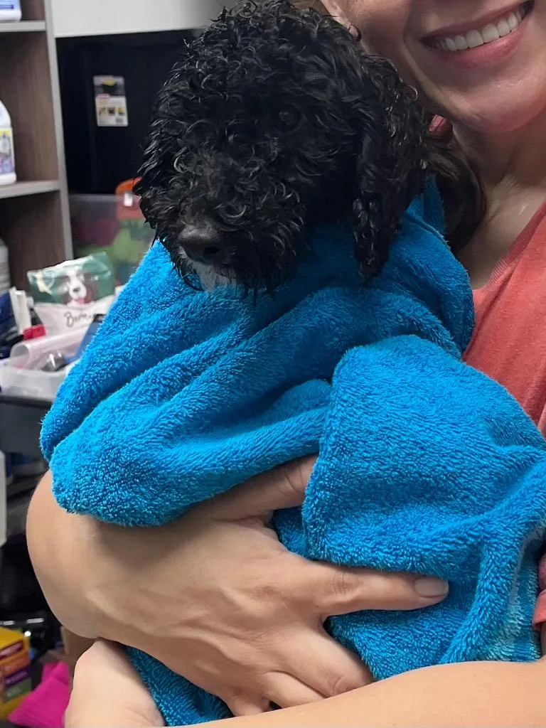 A baby medium-sized female Poodle dog named Marci for adoption in Auburn, IN