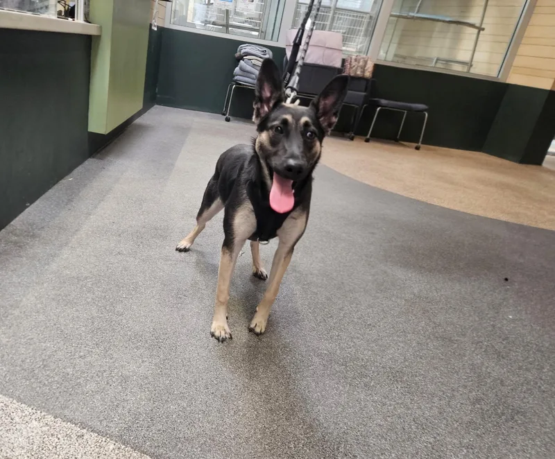 A young medium-sized female German Shepherd Dog dog named Glenda for adoption in Los Angeles, CA