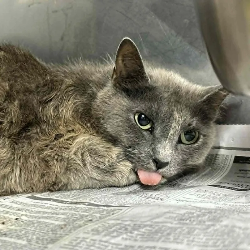 An adult small-sized female Tortoiseshell Domestic Short Hair cat named SVASStray for adoption in Lyndhurst, VA