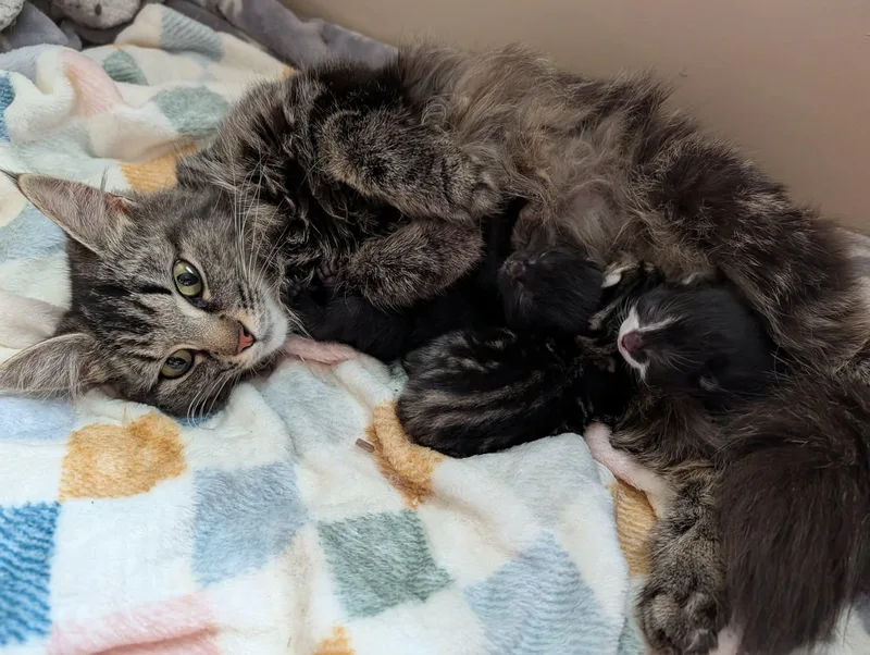 A young medium-sized female Domestic Long Hair cat named Athena for adoption in Rochester , NY