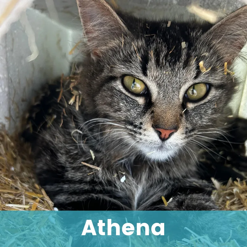 Athena thumbnail 3