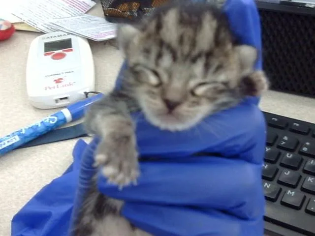 A baby large-sized female Domestic Short Hair cat named Ambrose for adoption in Dallas, TX