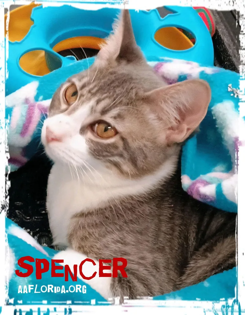 Spencer
