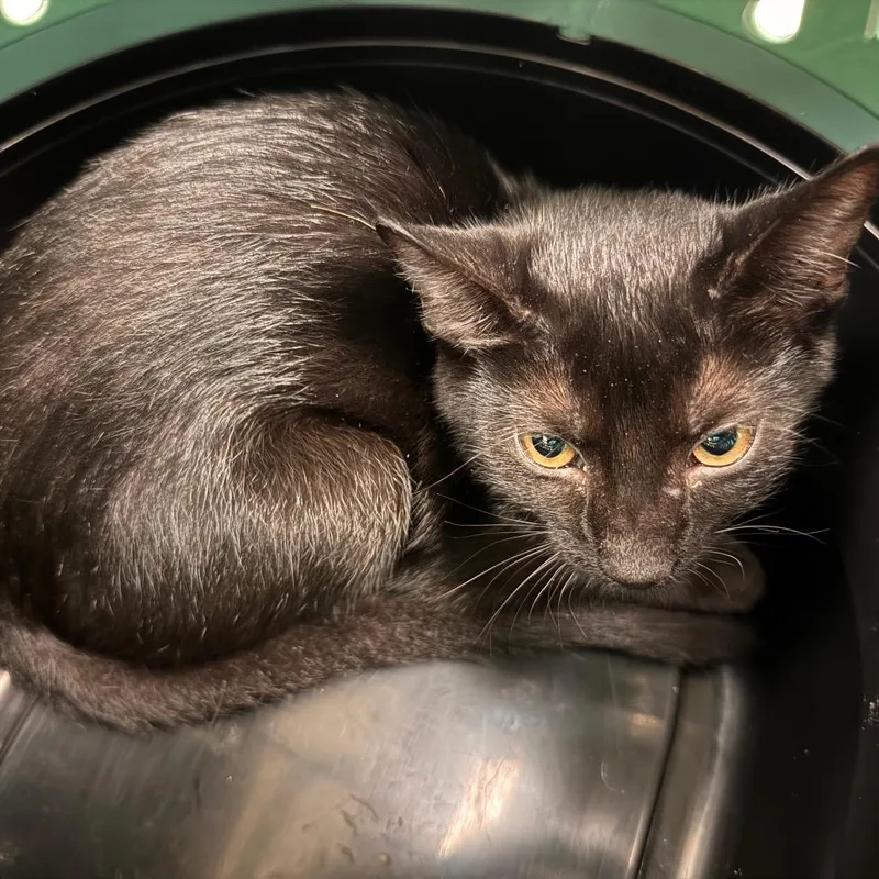 A baby small-sized female Black Domestic Short Hair cat named Ying for adoption in Lynchburg, VA