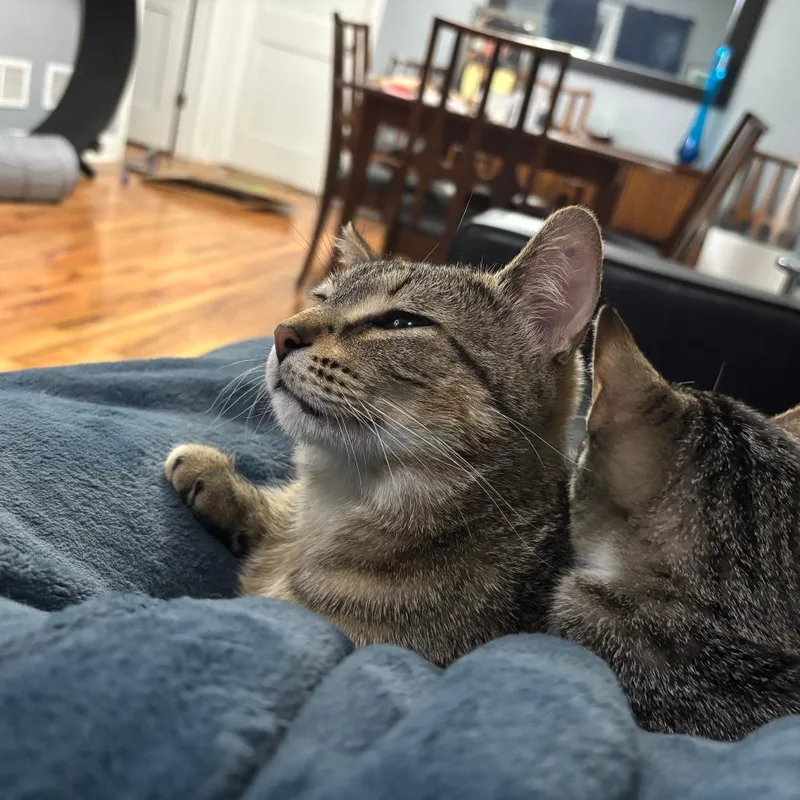 Brunhilda thumbnail 4