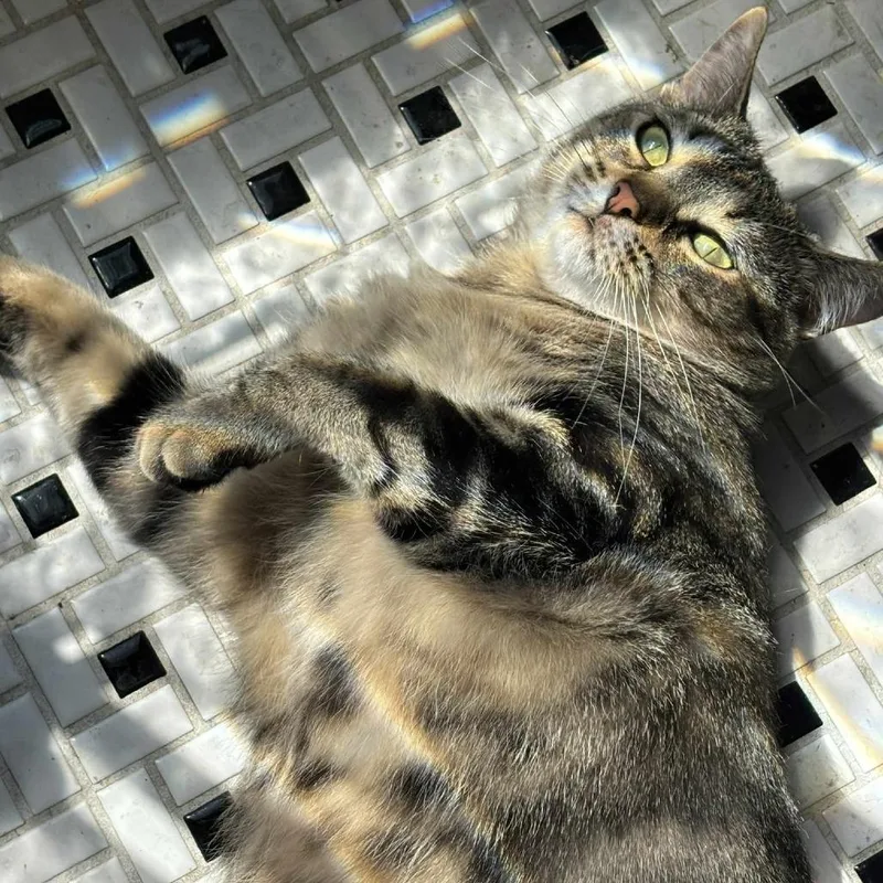 Brunhilda thumbnail 5