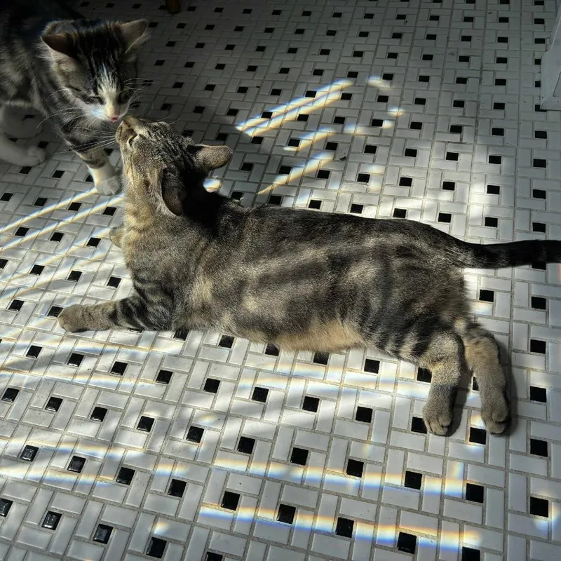 Brunhilda thumbnail 6