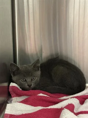 A baby small-sized male Domestic Short Hair cat named Orion for adoption in San Martin, CA