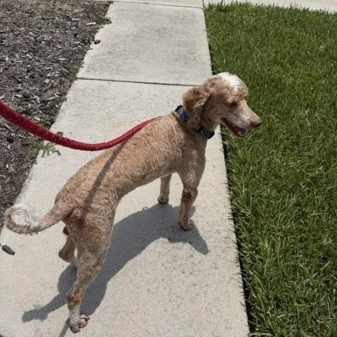 A young medium-sized male Apricot / Beige Bernadoodle dog named Kirby for adoption in Sarasota, FL