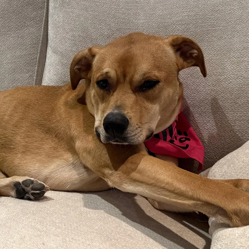 A young medium-sized female Red / Chestnut / Orange Boxer dog named Sugar for adoption in Brooklyn, NY