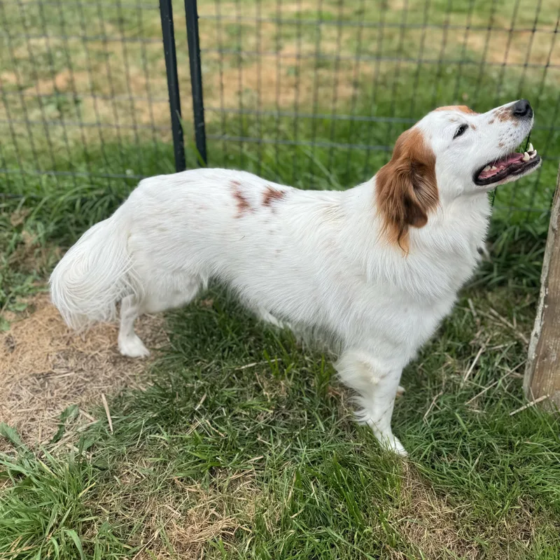 An adult medium-sized male English Setter dog named Koda for adoption in China Township, MI