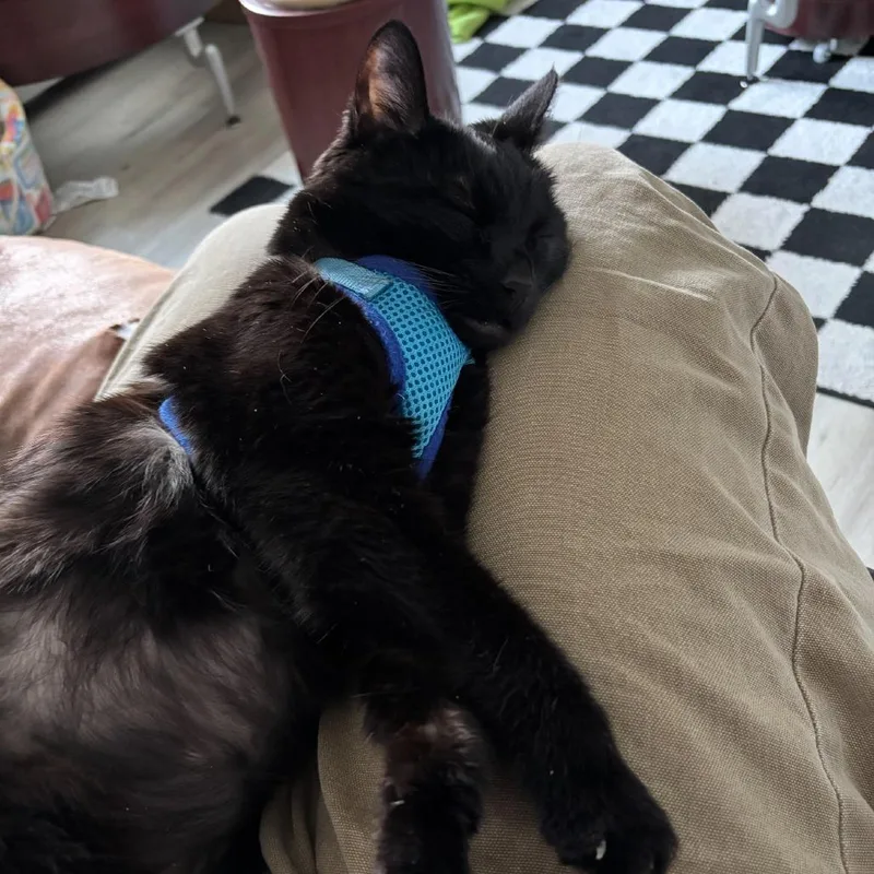 Lady Tutt thumbnail 4