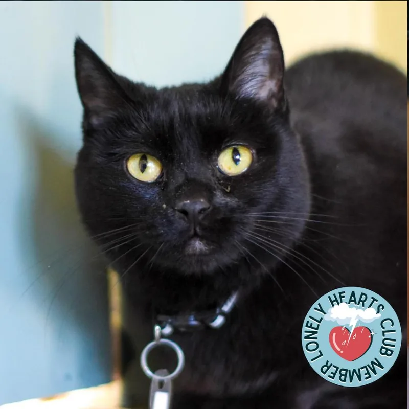 Lady Tutt thumbnail 6