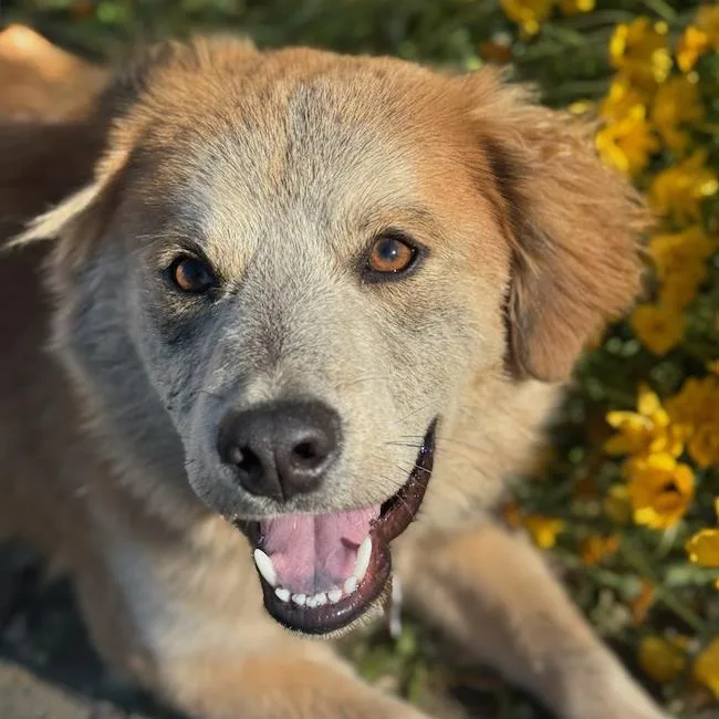 A young medium-sized male Labrador Retriever dog named Tallon for adoption in San Diego, CA