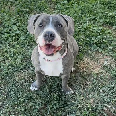 An adult large-sized female Brindle American Staffordshire Terrier dog named Hallie for adoption in Turlock, CA